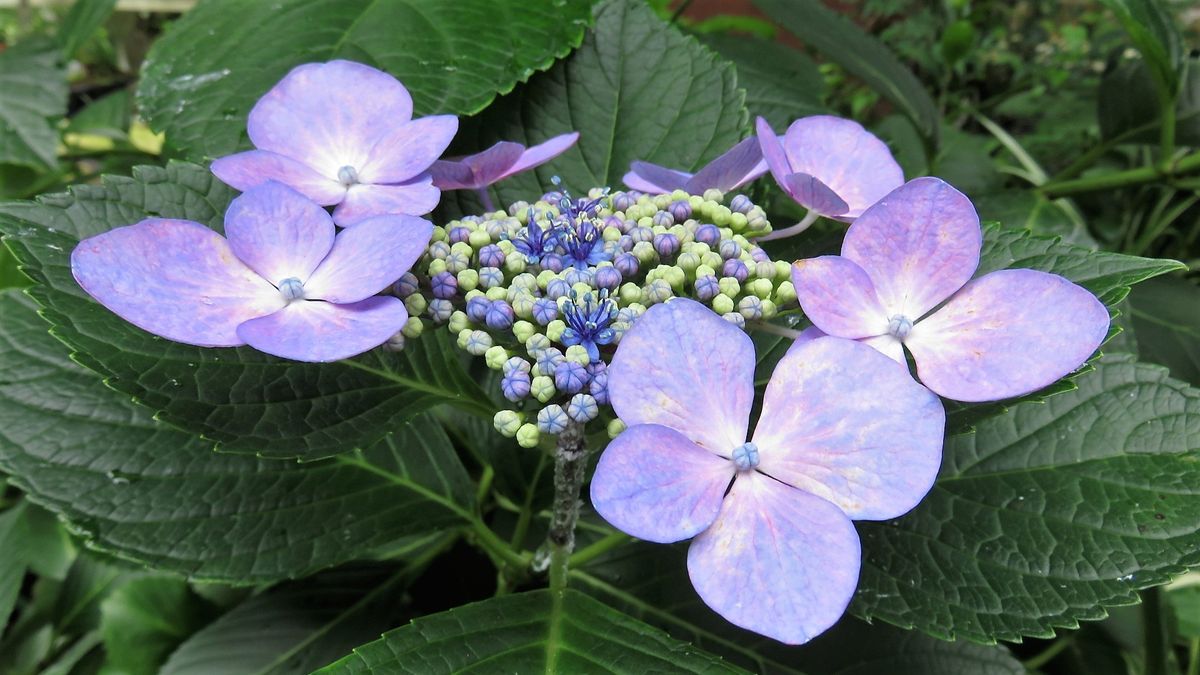 裏庭の紫陽花9日目