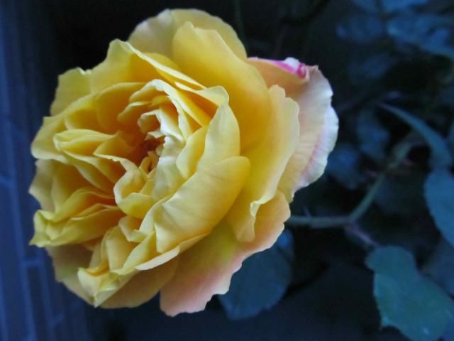 Yellow roses (アンネのバラ、クッパーケニギン、ジャスト・ジョイ）