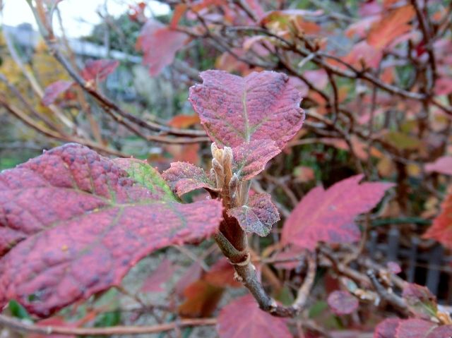 紅葉・新芽・蕾