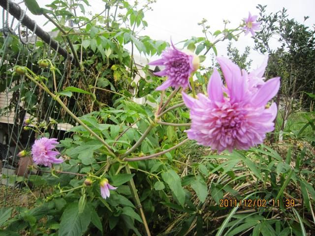 頑張っている花たち