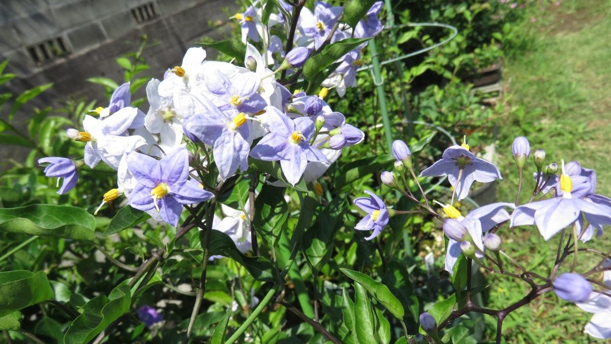 夏の花　強烈な日差しで益々元気です