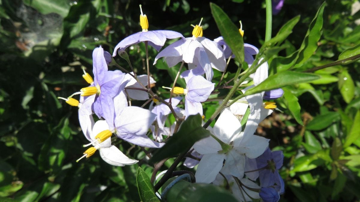 夏の花　強烈な日差しで益々元気です