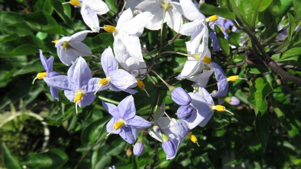 夏の花　強烈な日差しで益々元気です