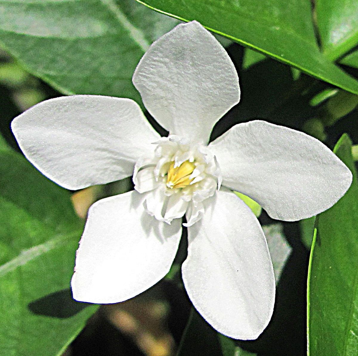 セイロンライティアの花