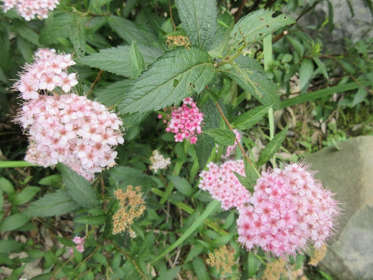 「恋しぐれ」開花