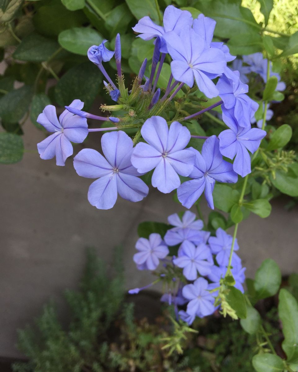 今日の花