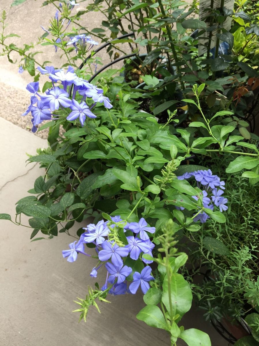 今日の花