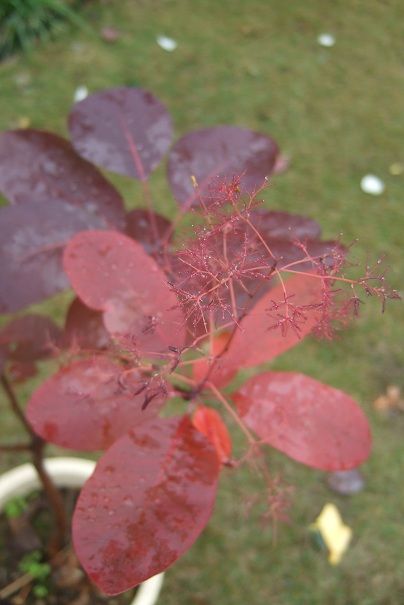 庭の紅葉