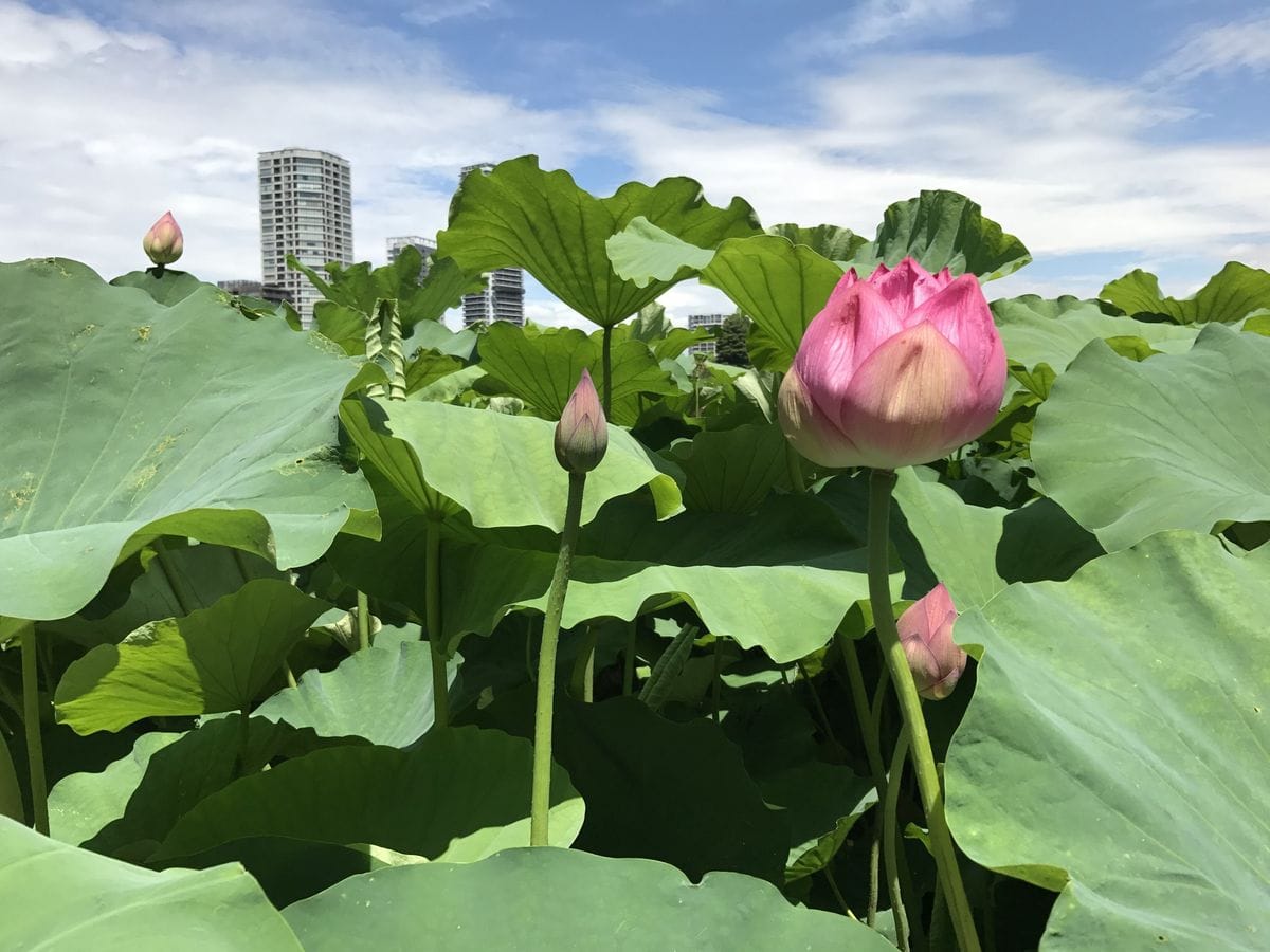 不忍の池のはす