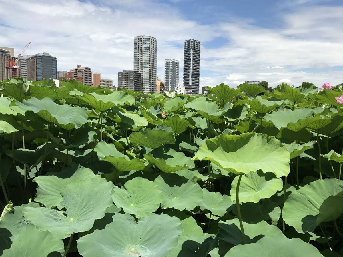 不忍の池のはす