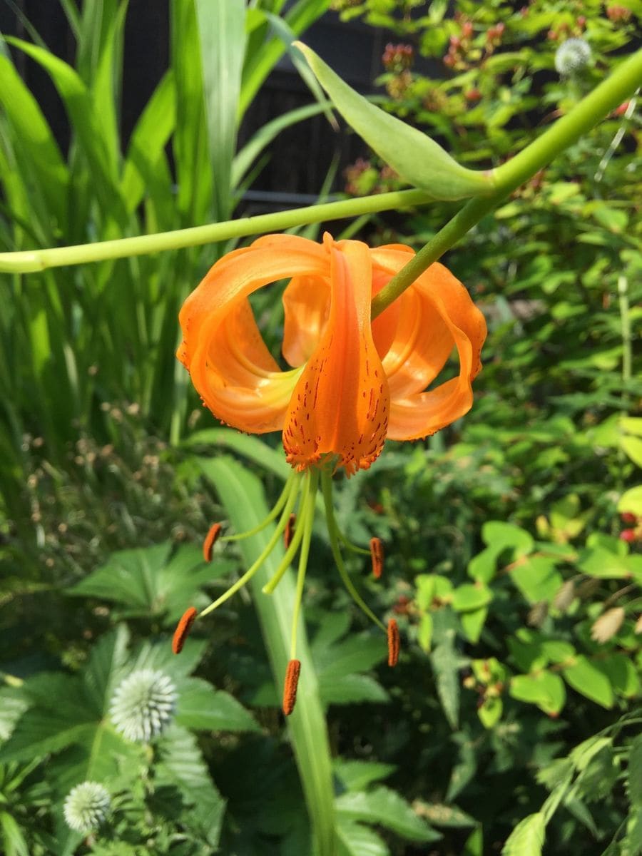 今日の花