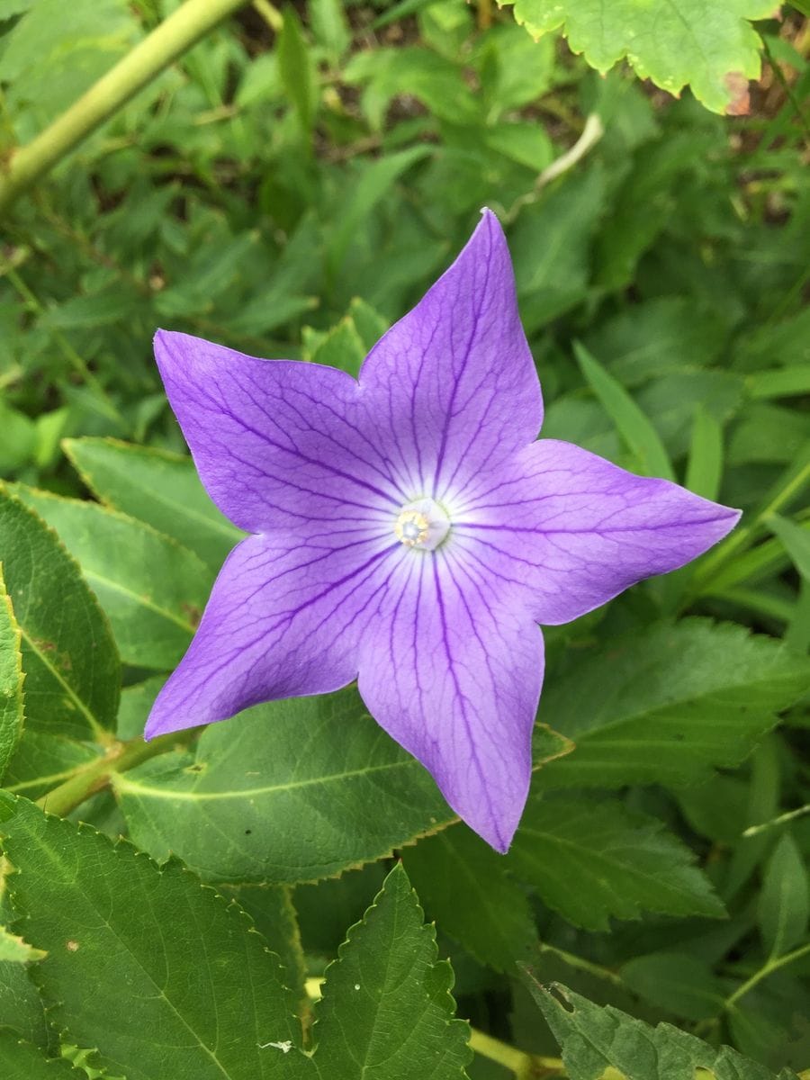 今日の花