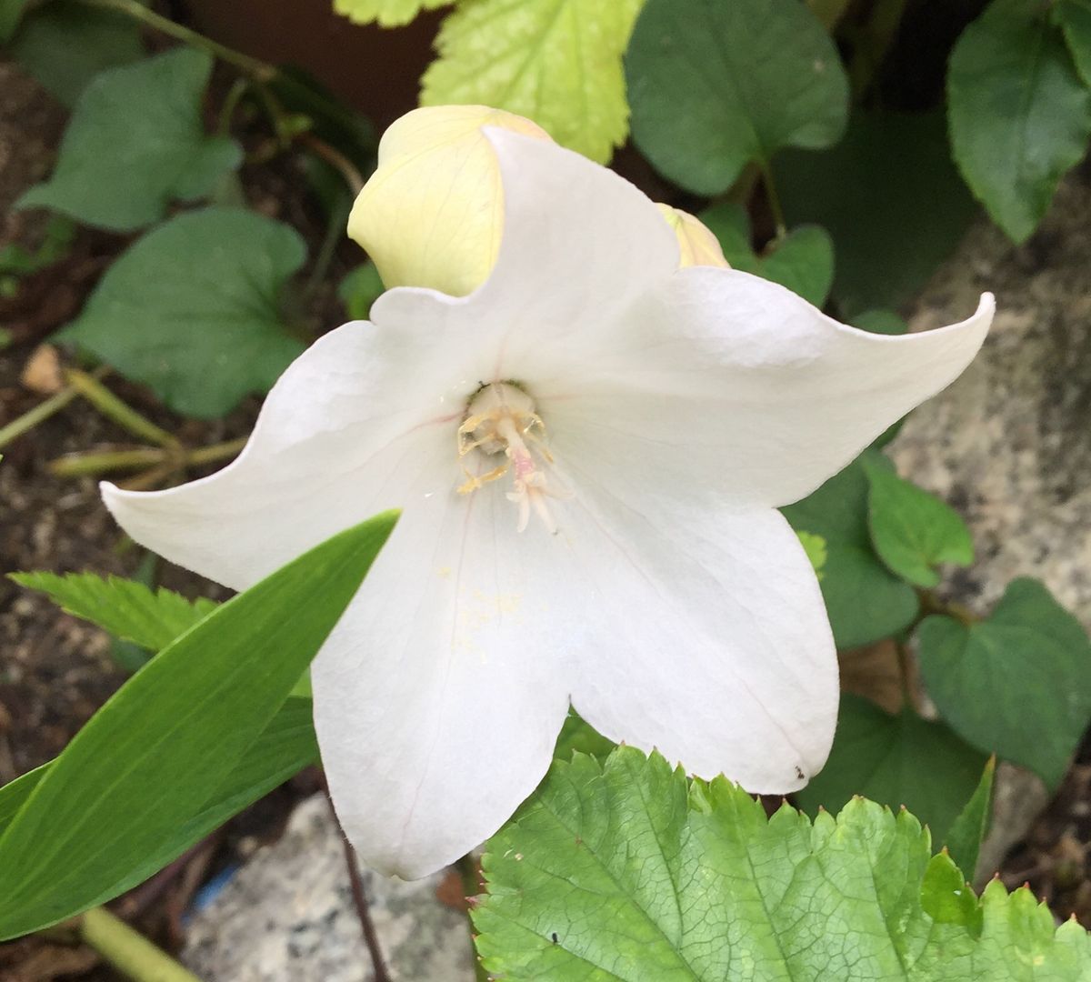 今日の花