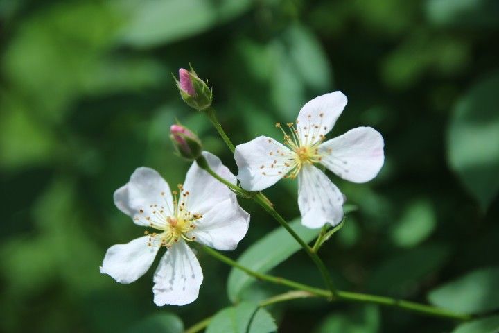 お庭のかわいいお花達