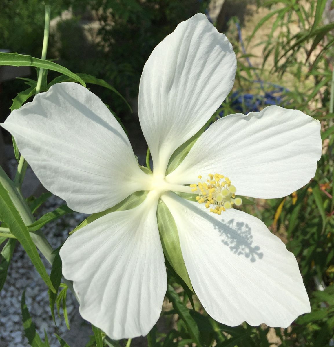 今日の花