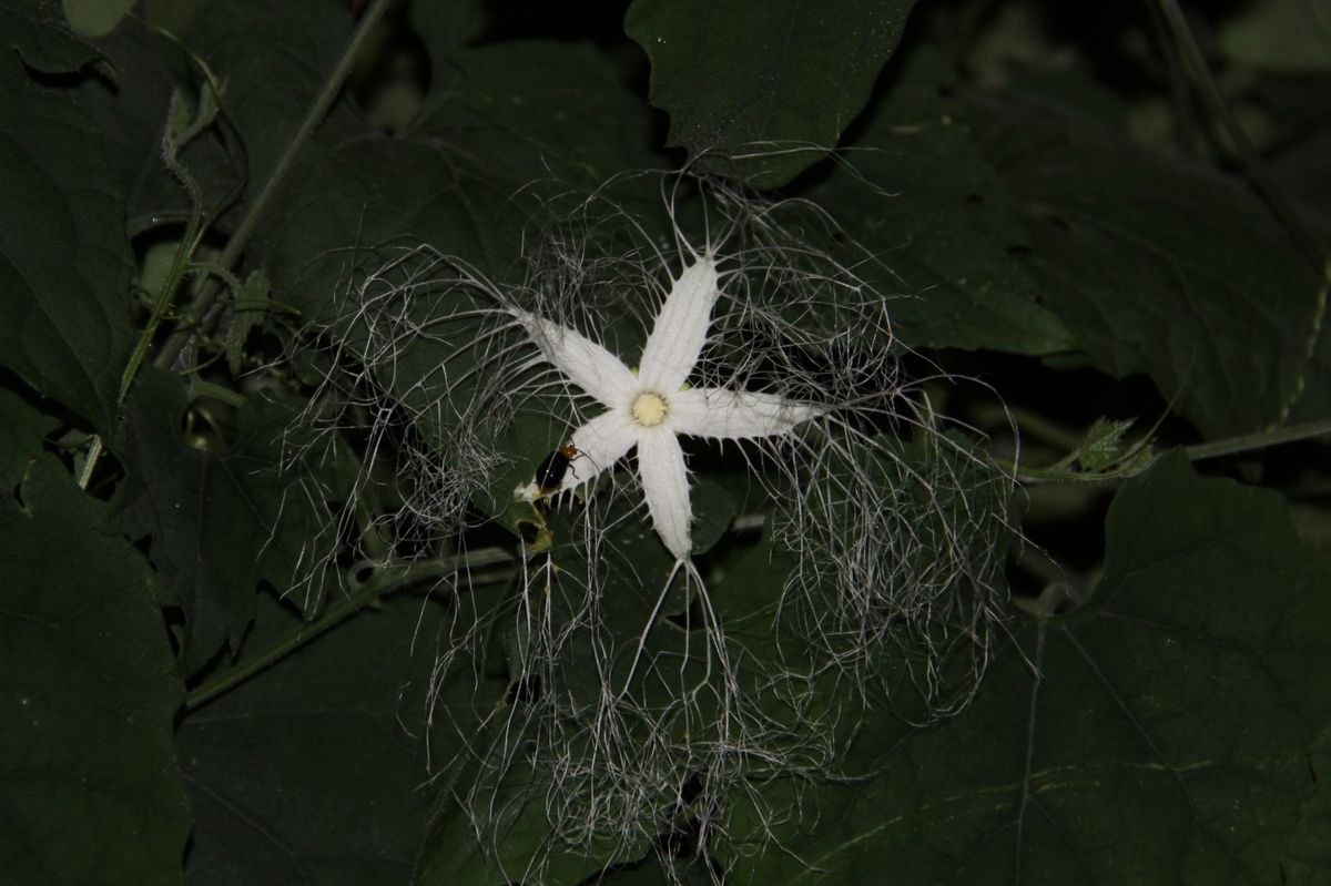 繊細な花