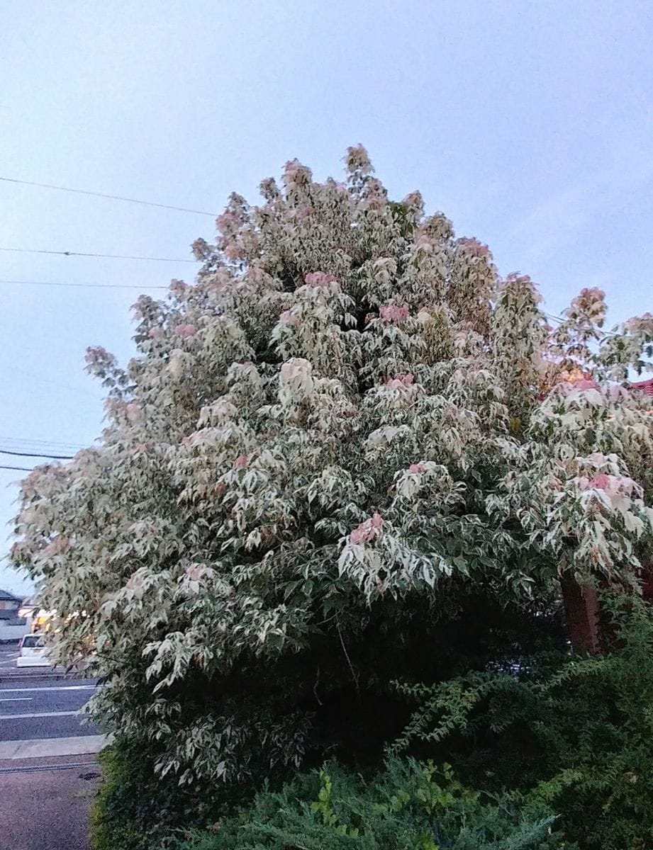 教えてください🌳白い木