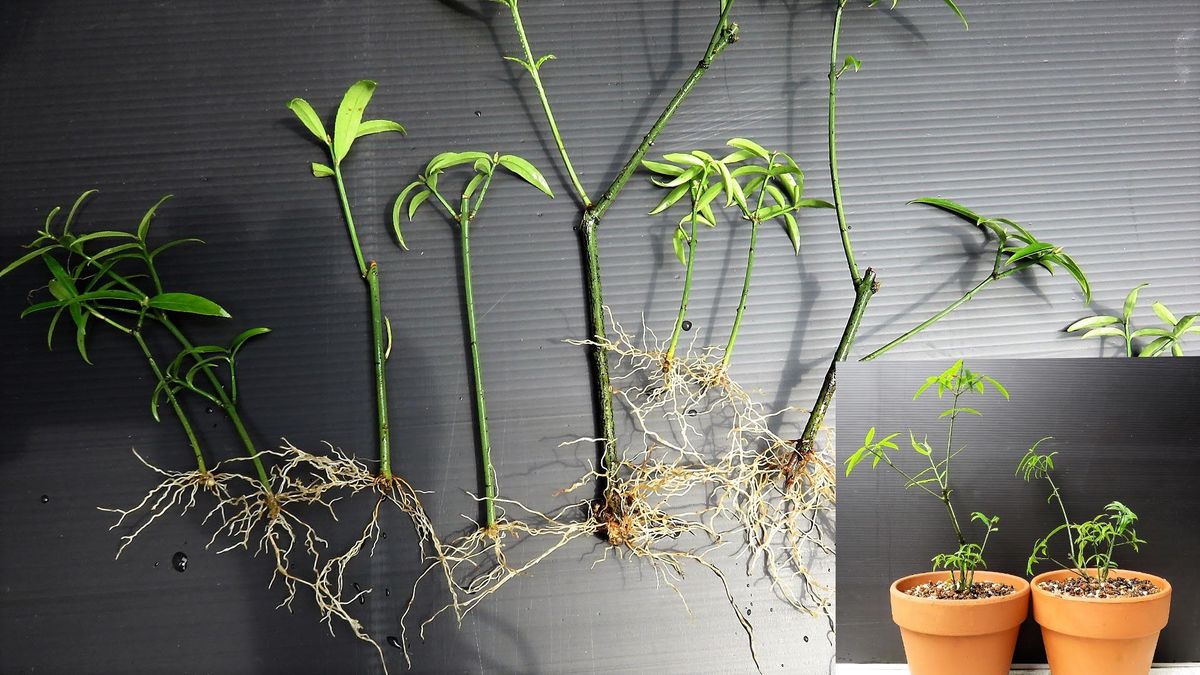 季節を無視してマイペースの植替え作業