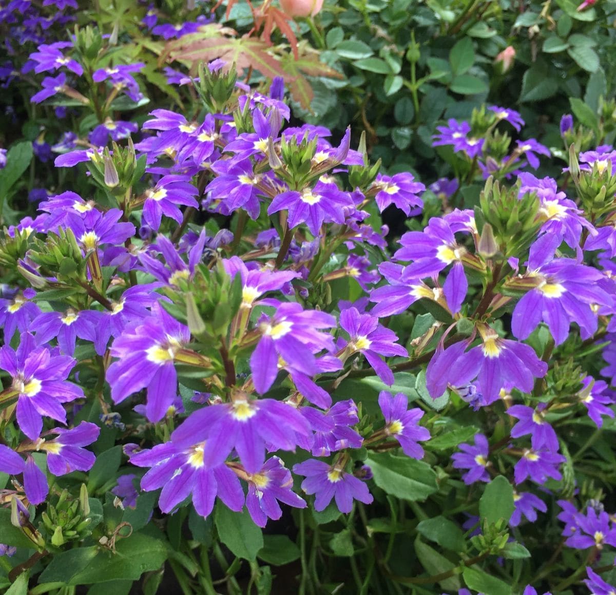 🌸クロホオズキの開花未だに見れてません〜