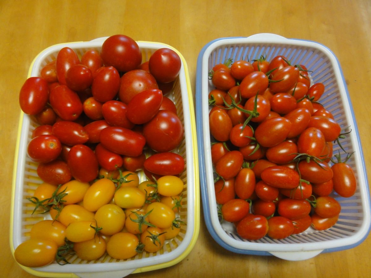 ミニトマト最盛期といちじく夏果