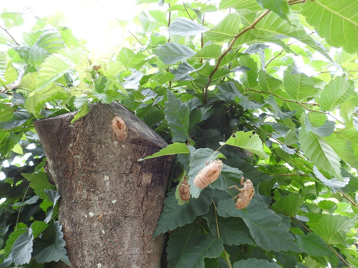 ソケイが開花しました。