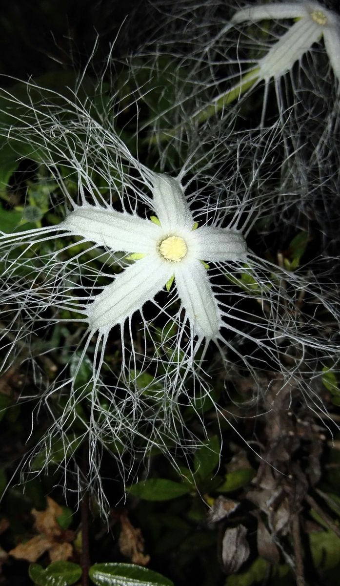 カラスウリの花