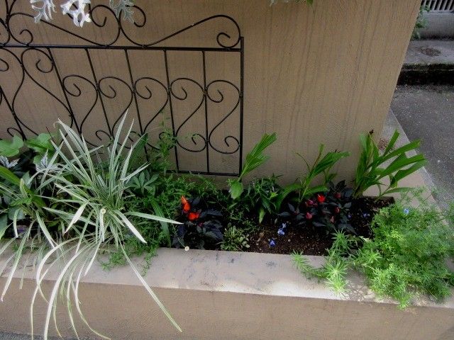 急いで玄関回りを植え替えました。