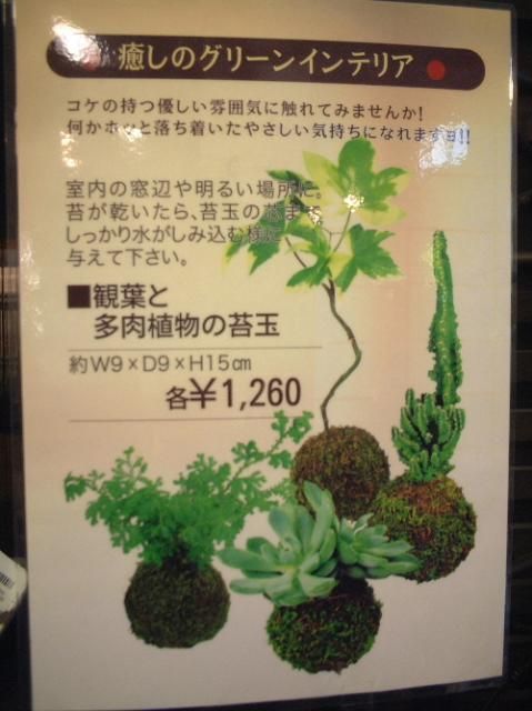 苔玉