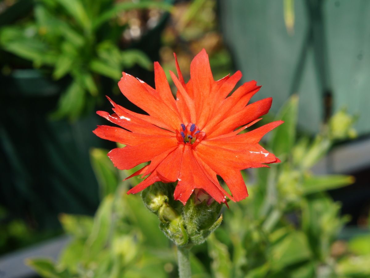 初めてみる花センノウゲとラバテラ？