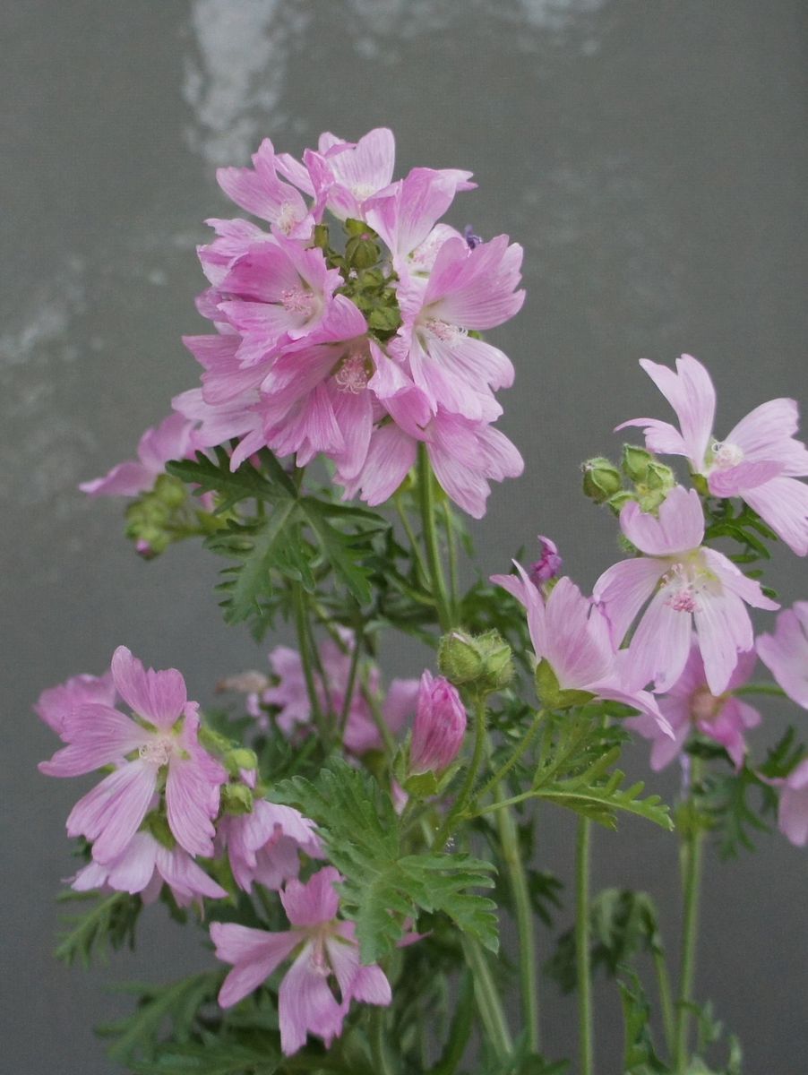 初めてみる花センノウゲとラバテラ？