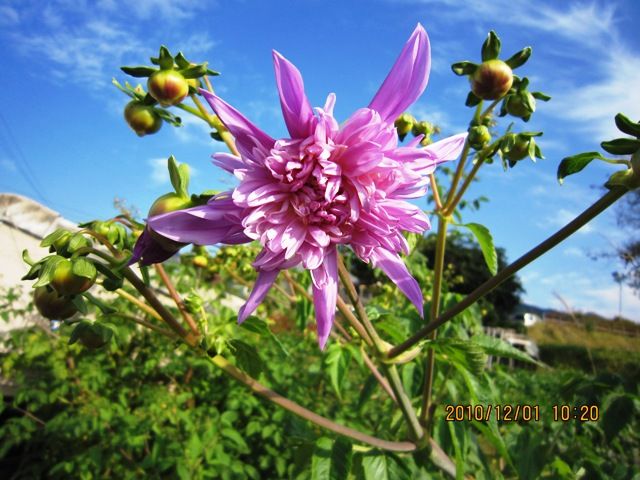 二年越しの花芽