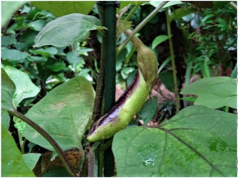 🍆我家で初めて茄子が出来た🍆