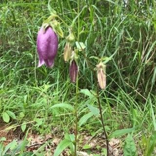 7/15〜7/17 山の庭