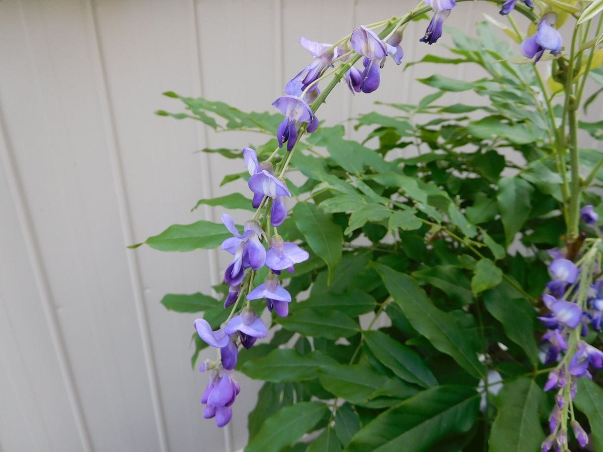 また　紫のお花