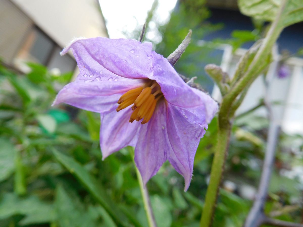 また　紫のお花