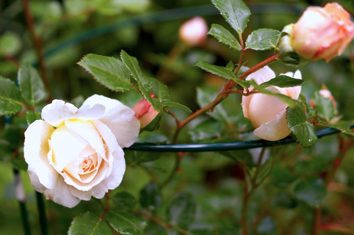 菜園のお花たち