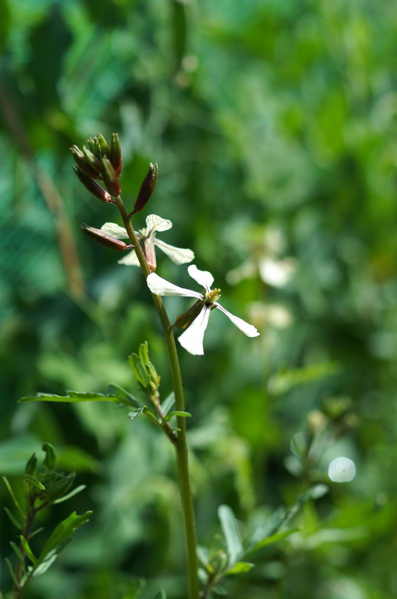 菜園のお花たち