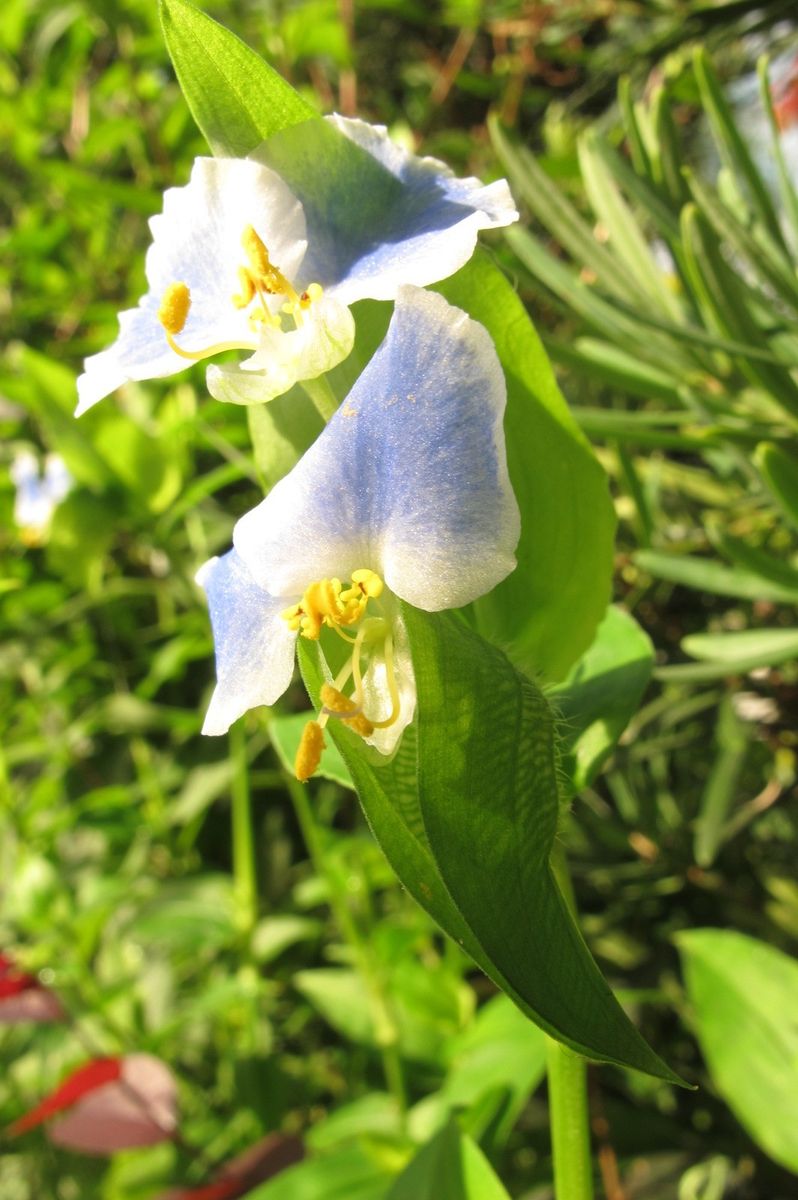 庭の花