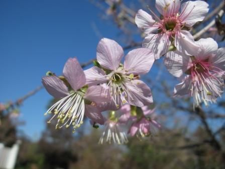 冬の桜