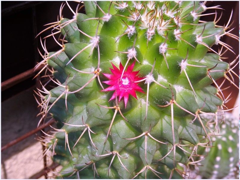 🌵小さく可愛い柱サボテンの花🌵