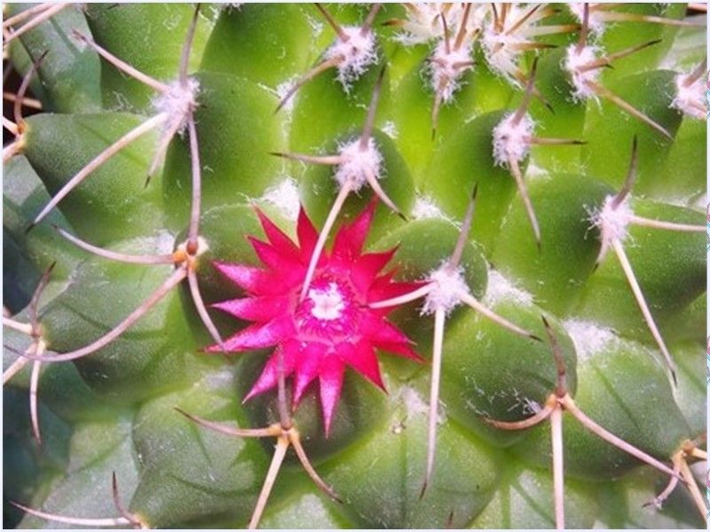 🌵小さく可愛い柱サボテンの花🌵