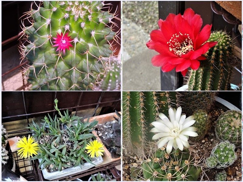 🌵小さく可愛い柱サボテンの花🌵