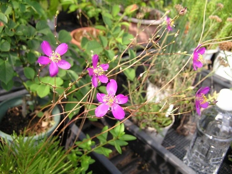 見頃の実と花