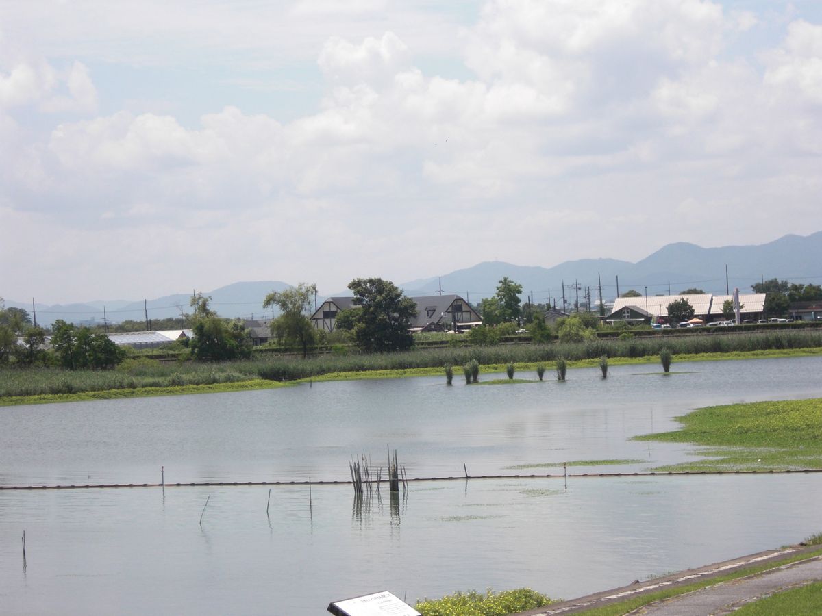 琵琶湖の蓮