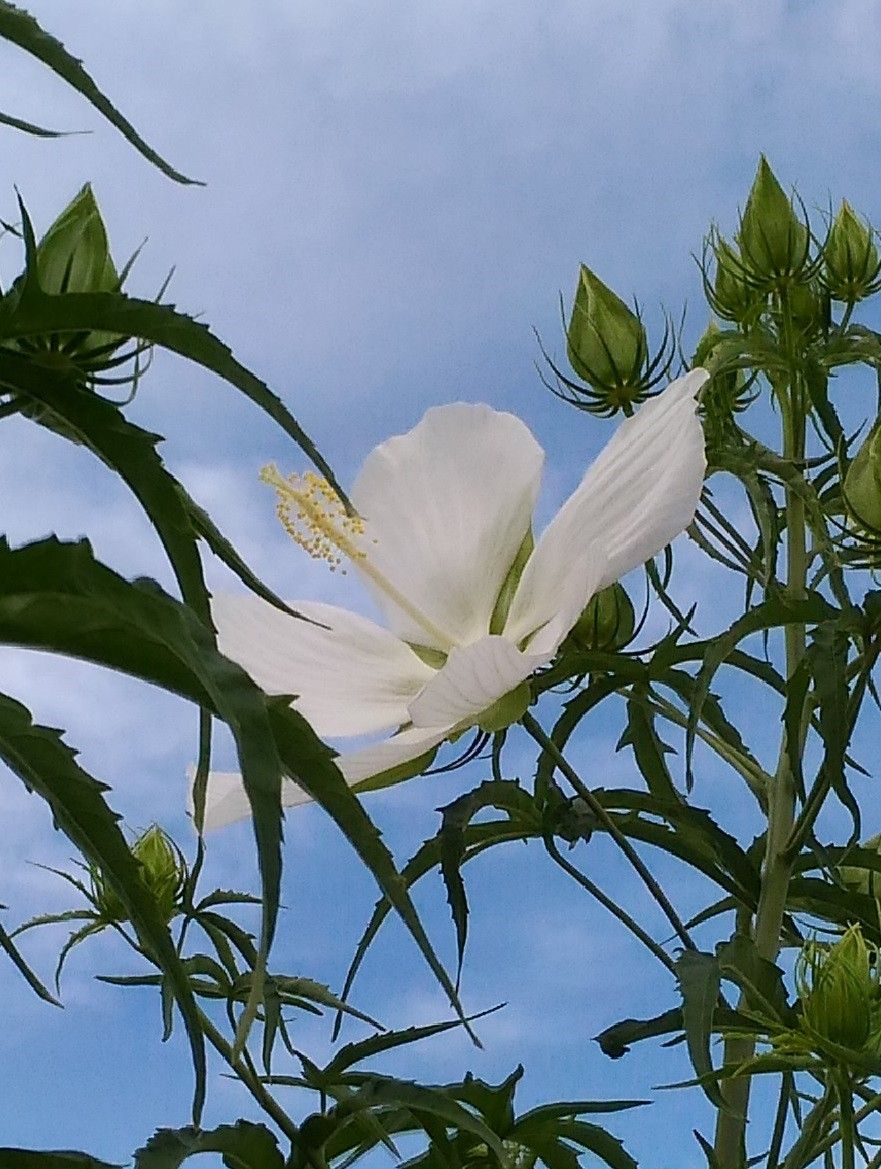 モミジアオイの白花が咲きました