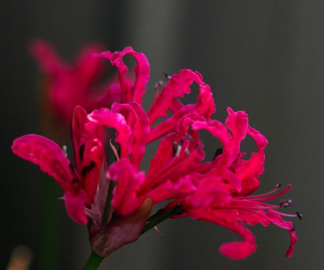 Nerine undulata