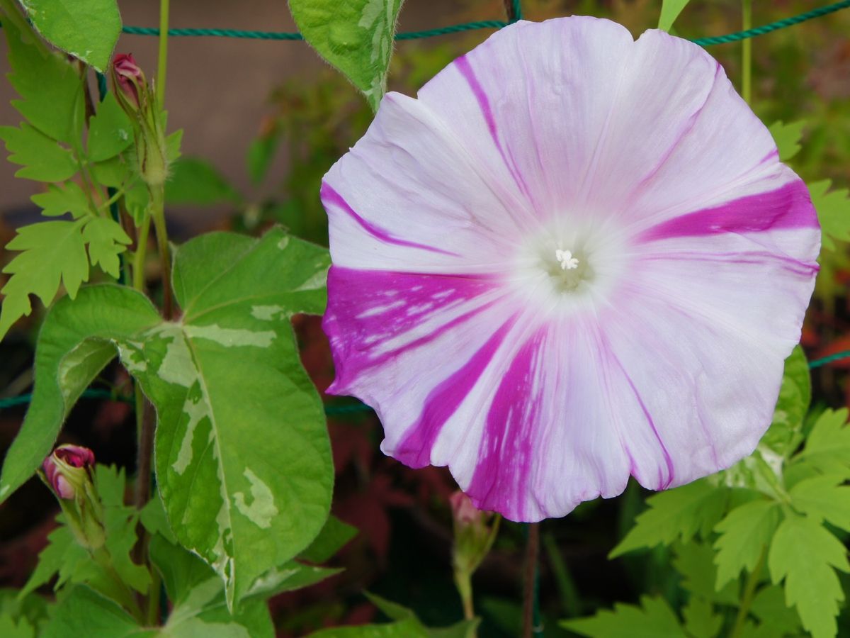 今朝のお花