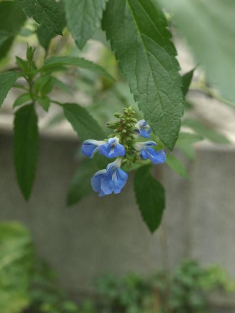 まだまだ頑張っているお花達