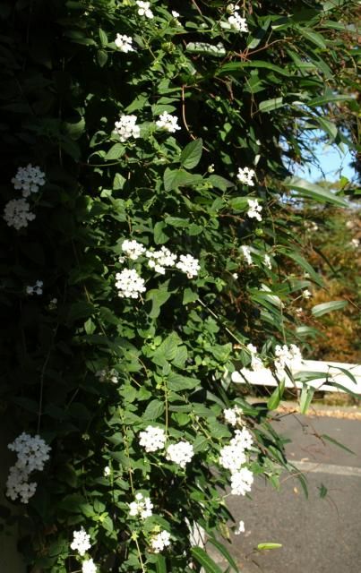 まだまだ頑張っているお花達