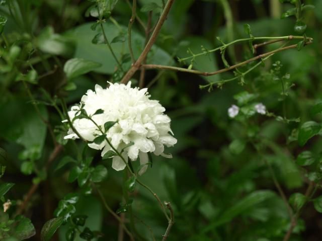 まだまだ頑張っているお花達